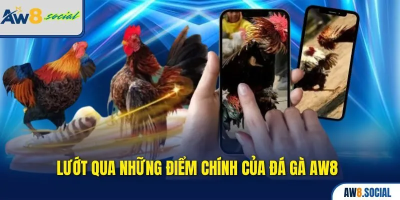 Đá Gà aw8 1 Lướt qua những điểm chính của Đá gà AW8